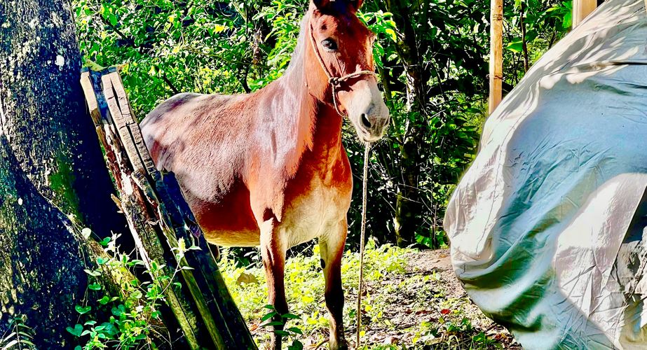 Ezel in Colombia Ezel in Colombia